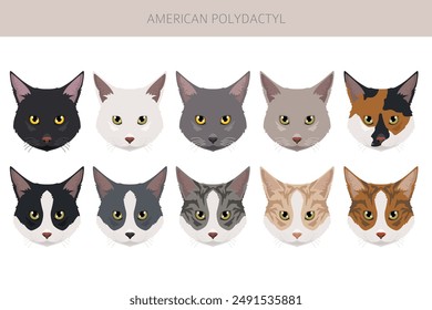 American Polydactyl cat clipart. All coat colors set.  All cat breeds characteristics infographic. Vector illustration