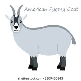 American Pygmy Goat (Capra aegagrus hircus) cute animal in colorful cartoon style isolated on white background. Vector graphics. It's evolved from the West African dwarf goats in West Africa.