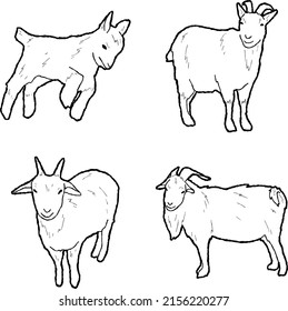 American Pygmy Goat Vector Illustration Hand Drawn Animal Cartoon Art