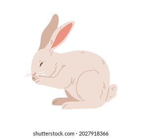 American rabbit with long ears. Cute bunny of beveren breed. Domestic animal washing itself. Adorable coney pet. Realistic flat vector illustration of hare isolated on white background