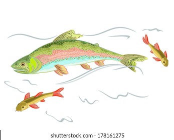 American rainbow trout vector illustration