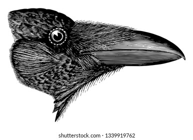 American Raven in which color entirely lustrous black with chiefly purplish vintage line drawing or engraving illustration.