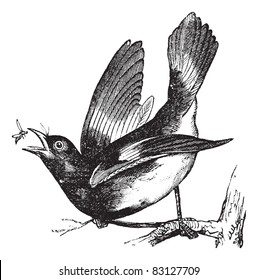 American Redstart or Setophaga ruticilla, vintage engraving.  Old engraved illustration of American Redstart catching an insect from the branch. Trousset encyclopedia (1886 - 1891).