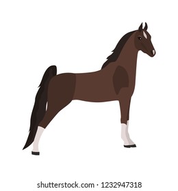American riding horse color icon. Flat design