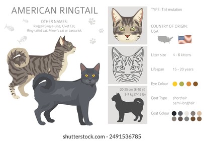 In: American Ringtail Cat Clipart. Alle Fellfarben gesetzt.  Alle Eigenschaften der Katzenrasse Infografik. Vektorillustration