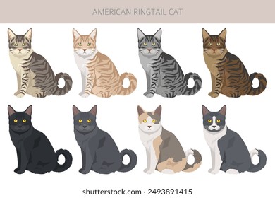 In: American Ringtail Cat Clipart. Alle Fellfarben gesetzt.  Alle Eigenschaften der Katzenrasse Infografik. Vektorillustration