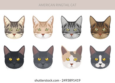 In: American Ringtail Cat Clipart. Alle Fellfarben gesetzt.  Alle Eigenschaften der Katzenrasse Infografik. Vektorillustration