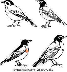 American robin bird bundle line art and illustrator eps