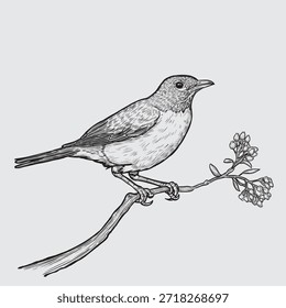 American Robin Bird Perched on a Berry Branch Vintage Engraving Style. Spring Bird Illustration with Berries, Black and White Sketch Vector Concept.