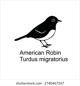 American Robin Bird Silhouette Vector Illustration Isolated on White Background