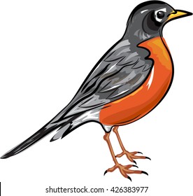 American Robin Bird Vector Illustration 