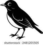 American Robin Birds Vector  Illustration