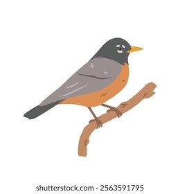 American robin cartoon clipart. American robin vector illustration in flat style. Hand-drawn wild animal concept