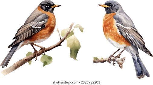 American robin clipart, isolated vector illustration.