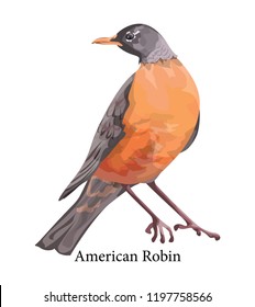 American robin exotic realistic bird with colorful feather. Wildlife and nature concept. Isolated vector illustration
