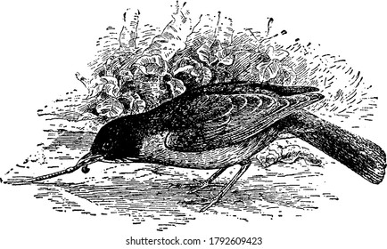 American robin is an insects eating bird, vintage line drawing or engraving illustration.