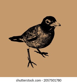 American robin silhouette stock illustration