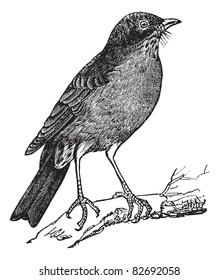 American Robin (Turdus migratorius) vintage engraving. Old engraved illustration of American robin perched on tree branch. Trousset encyclopedia (1886 - 1891).