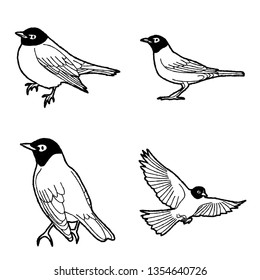 American Robin Vector Illustration Hand Drawn Animal Cartoon Art