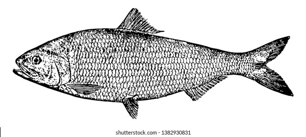 American Shad is an anadromous fish in the Clupeidae family of herrings, vintage line drawing or engraving illustration.