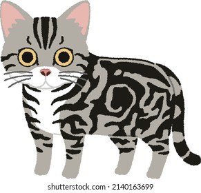 American Shorthair is a breed of domestic cat believed to be descended from European cats brought to North America by early settlers to protect valuable cargo from mice and rats.