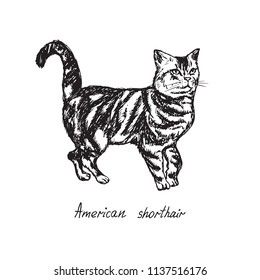 American shorthair, cat breeds illustration with inscription, hand drawn doodle, sketch, outline black and white vector