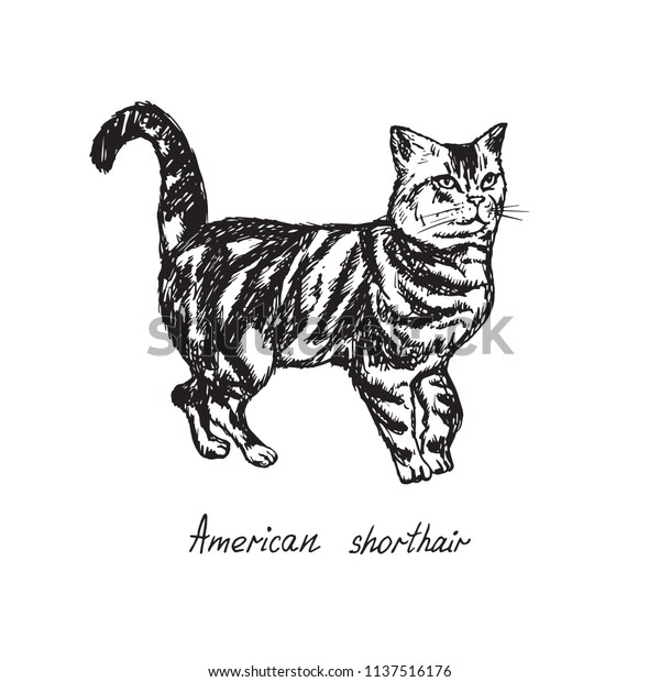 American Shorthair Cat Breeds Illustration Inscription Stock Image