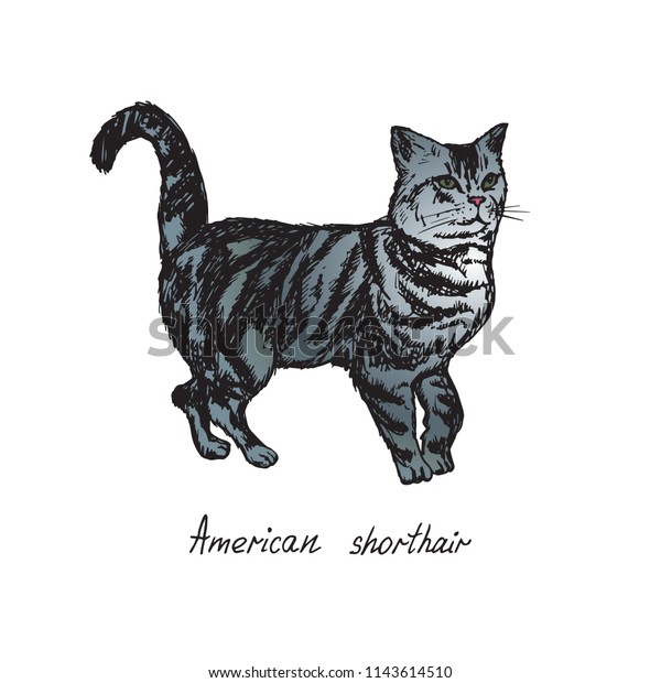 American Shorthair Cat Breeds Illustration Inscription Stock