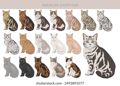 American Shorthair cat clipart. All coat colors set.  All cat breeds characteristics infographic. Vector illustration