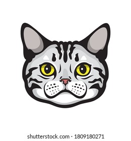 American shorthair cat face or Silver Tabby cat
