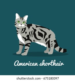 American shorthair cat pet is standing illustration design.vector