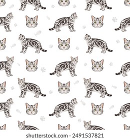 American Shorthair cat seamless pattern. All coat colors set.  All cat breeds characteristics infographic. Vector illustration