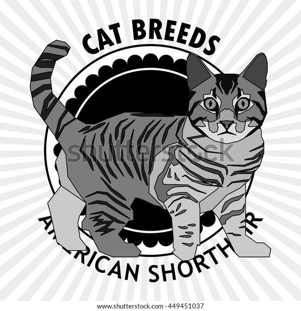 American Shorthair Isolated Cat Breed Vector Stock Vector Royalty