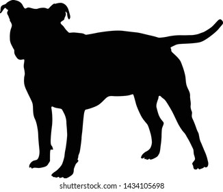 American Staffordshier Terrier Silhouette Isolated On White