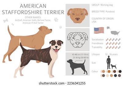 American staffordshire terrier clipart. Coat colors set.  All dog breeds characteristics infographic. Vector illustration