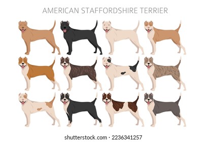 American staffordshire terrier clipart. Coat colors set.  All dog breeds characteristics infographic. Vector illustration