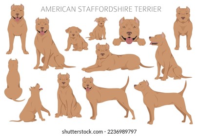 American staffordshire terrier clipart. Coat colors set.  All dog breeds characteristics infographic. Vector illustration