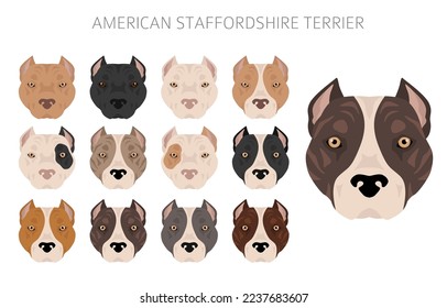 American staffordshire terrier clipart. Coat colors set.  All dog breeds characteristics infographic. Vector illustration