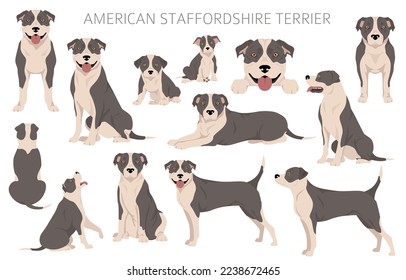 American staffordshire terrier clipart. Coat colors set.  All dog breeds characteristics infographic. Vector illustration