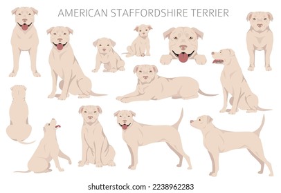American staffordshire terrier clipart. Coat colors set.  All dog breeds characteristics infographic. Vector illustration