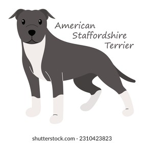 American Staffordshire Terrier Dog cute animal in colorful cartoon style isolated on white background. Vector graphics. It's also known as an AmStaff or Staffy. They are not ideal guard dogs. 