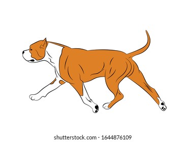 American Staffordshire Terrier dog movement. Realistic stock illustration. Vector illustration