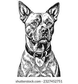 American Staffordshire Terrier dog realistic pet illustration, hand drawing face black and white vector