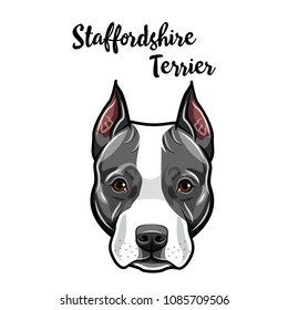 American Staffordshire Terrier face. Dog breed portrait. Staffordshire Terrier head, muzzle. Cute pet. Vector illustration.