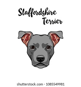 American Staffordshire Terrier portrait. Dog face, head, muzzle. Cute pet. Vector illustration.