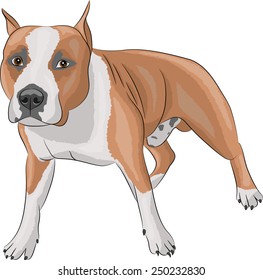 american staffordshire terrier in the rack isolated on white background