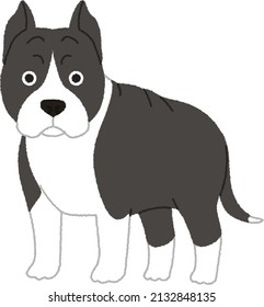 American Staffordshire Terrier is smart, confident, good-natured companions. Their courage is proverbial. A responsibly bred, well-socialized AmStaff is a loyal, trustworthy friend to the end.