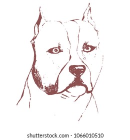 American Staffordshire Terrier vector illustration, hand-painted engraving