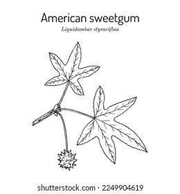 American sweetgum (Liquidambar styraciflua), medicinal plant. Hand drawn botanical vector illustration