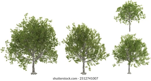 American sycamore trees isolated on white background